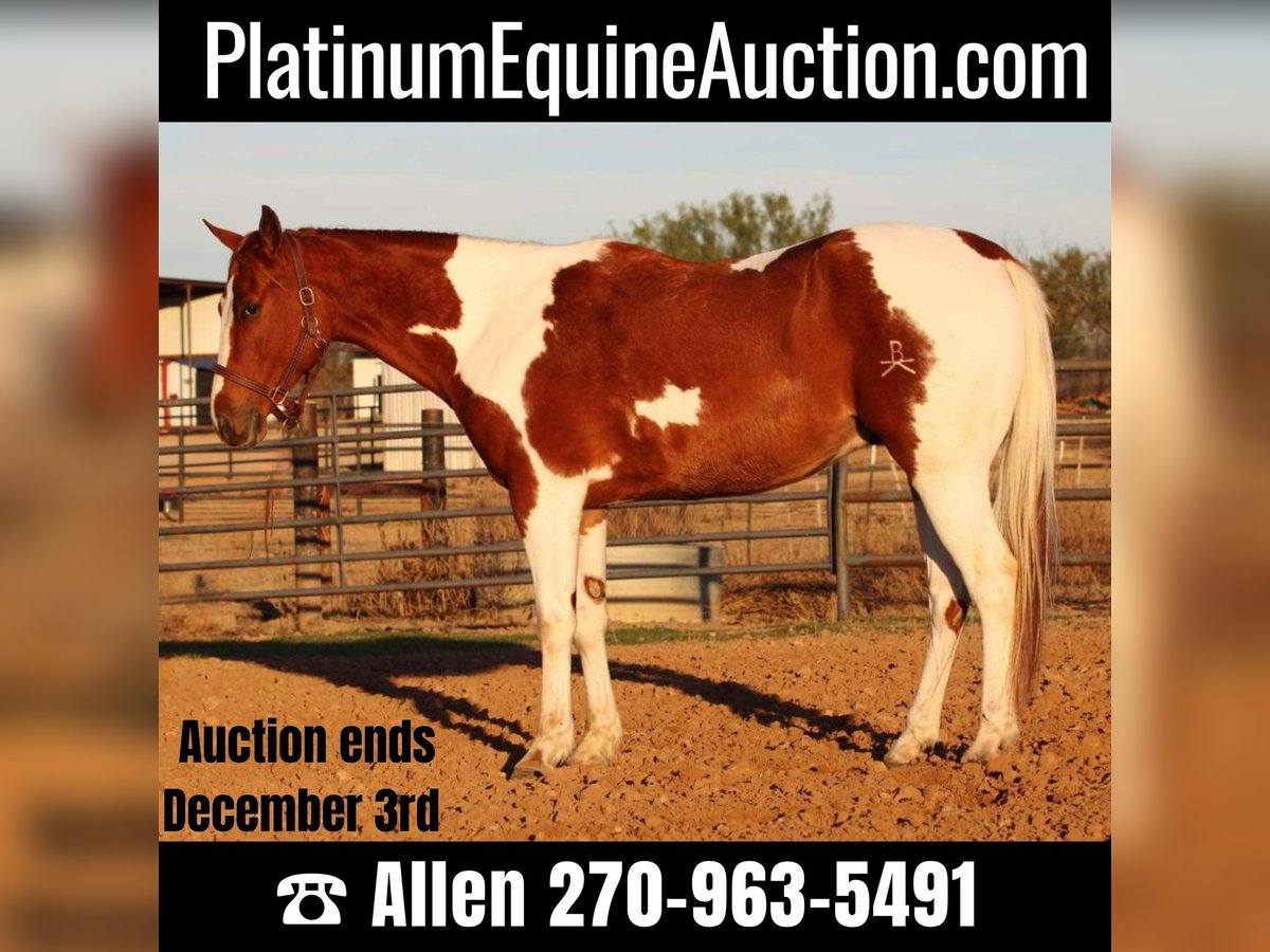 American Quarter Horse Ruin 6 Jaar 157 cm Tobiano-alle-kleuren in Breckenridge TX