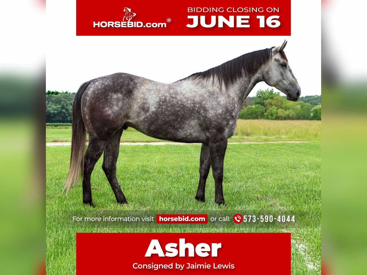 American Quarter Horse Ruin 6 Jaar 163 cm Schimmel in Auxvasse, MO