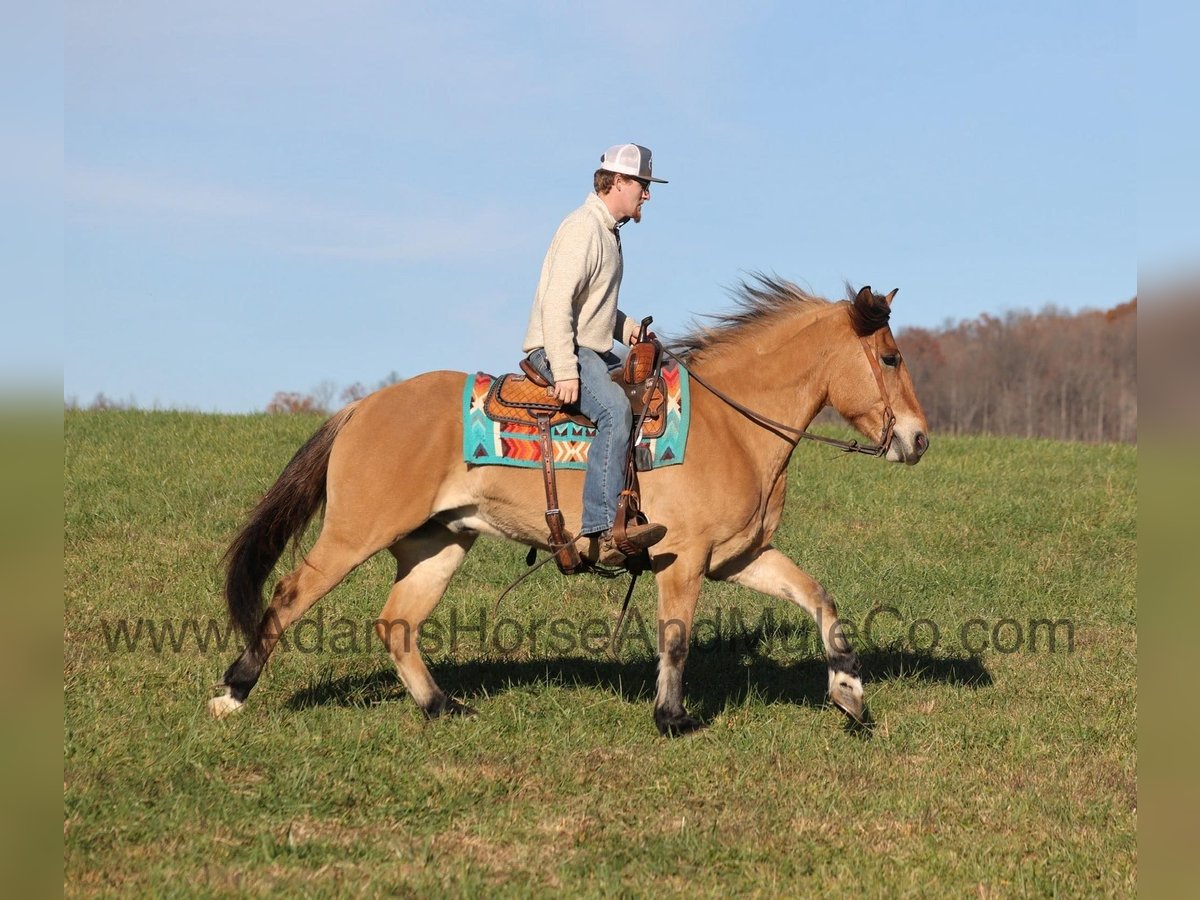 American Quarter Horse Ruin 6 Jaar Buckskin in Mount Vernon