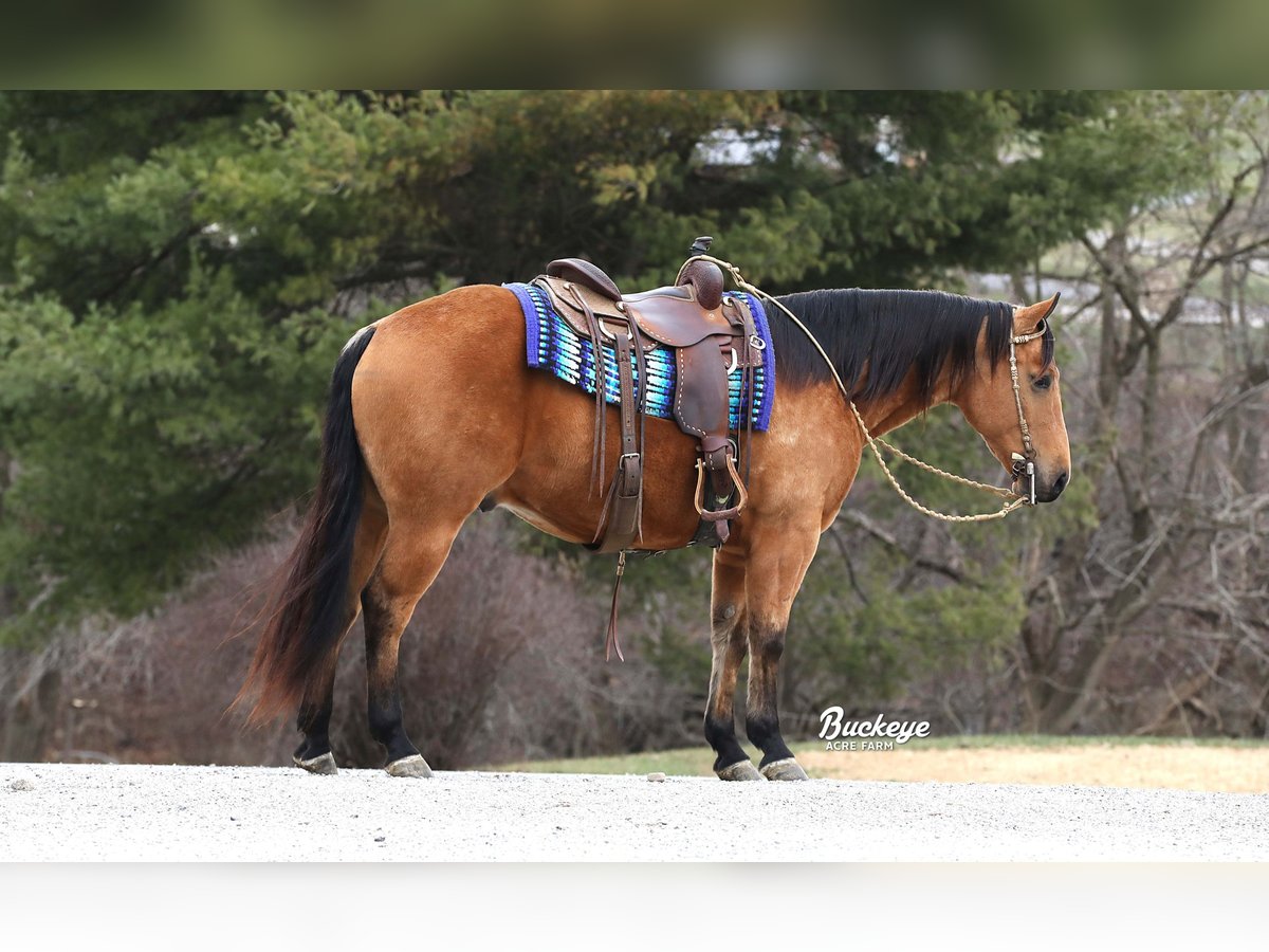 American Quarter Horse Ruin 6 Jaar Buckskin in Millersburg