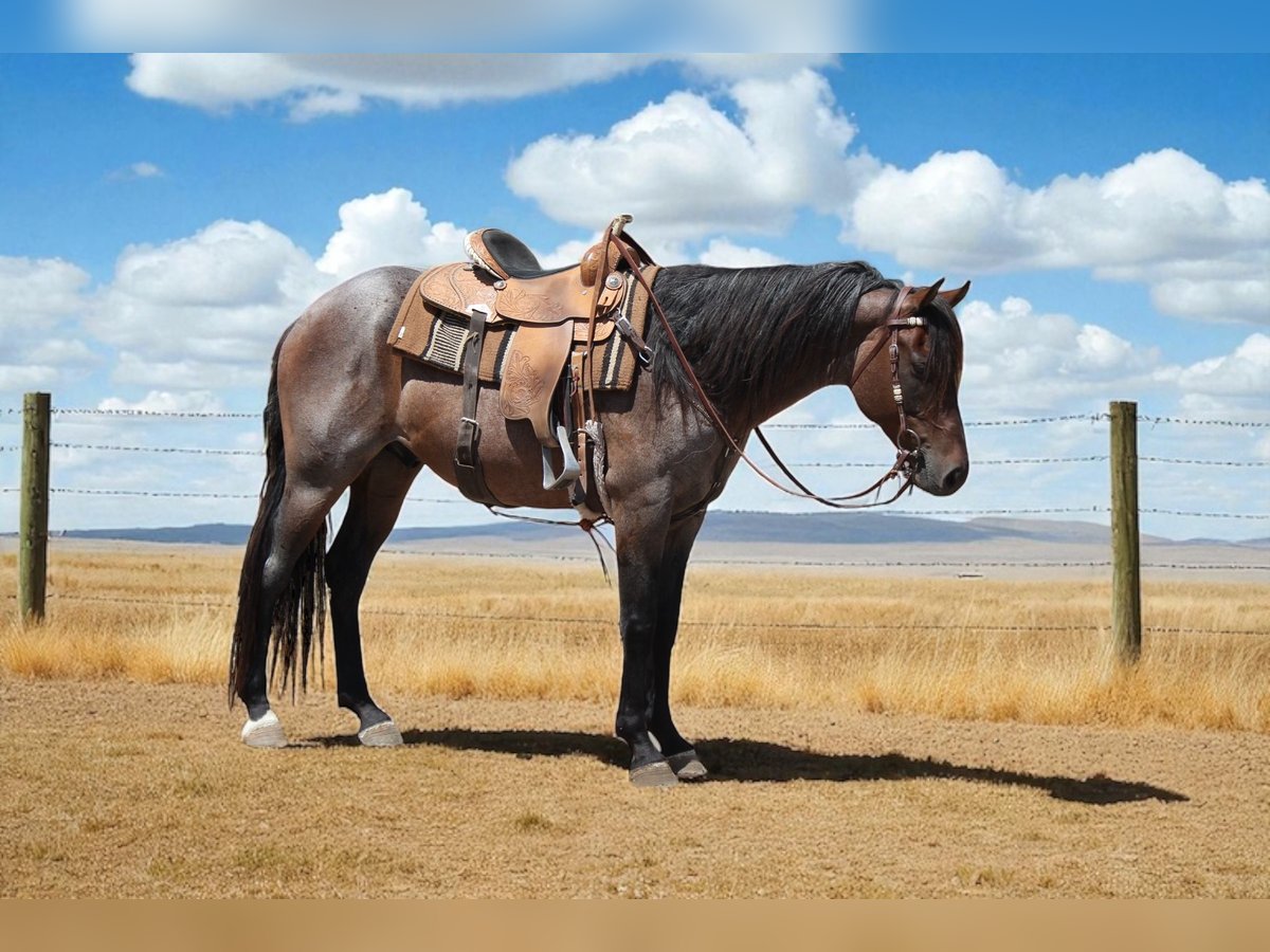 American Quarter Horse Ruin 6 Jaar Roan-Bay in Fort Collins