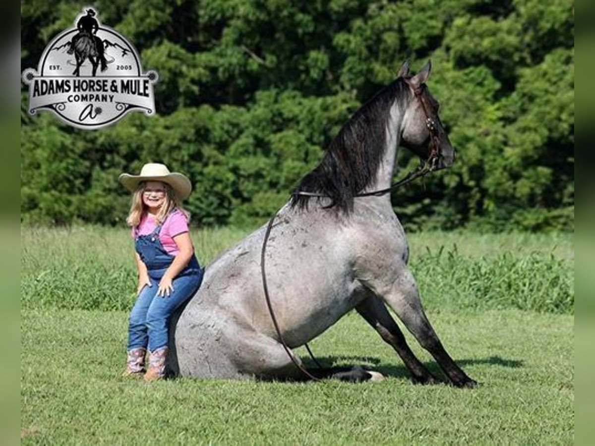 American Quarter Horse Ruin 6 Jaar Roan-Blue in Mount Vernon