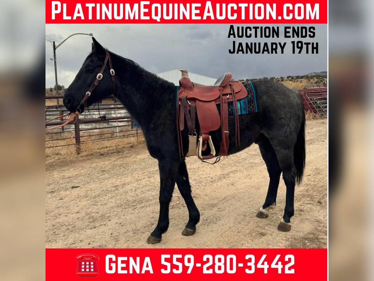 American Quarter Horse Ruin 6 Jaar Roan-Blue in Dorlores CO