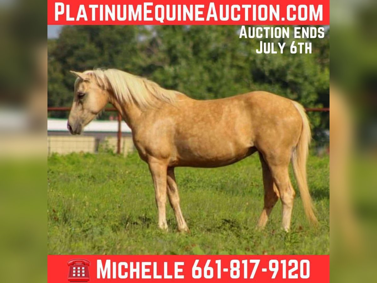 American Quarter Horse Ruin 7 Jaar 124 cm Palomino in Stephenville tX