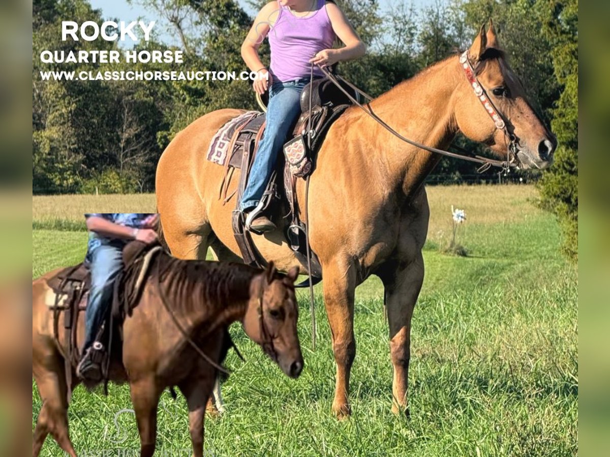 American Quarter Horse Ruin 7 Jaar 142 cm Falbe in Mayslick, KY