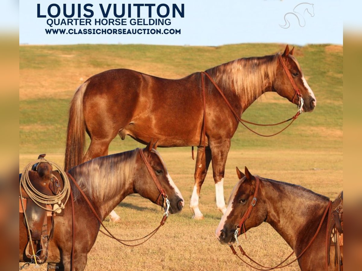 American Quarter Horse Ruin 7 Jaar 142 cm in Stephenville, TX