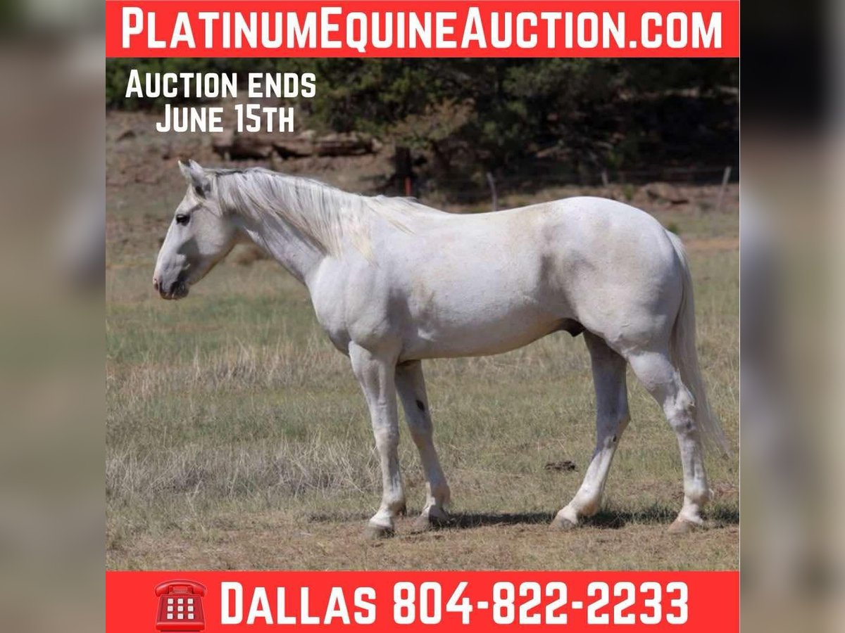 American Quarter Horse Ruin 7 Jaar 142 cm Schimmel in Camp Verde AZ