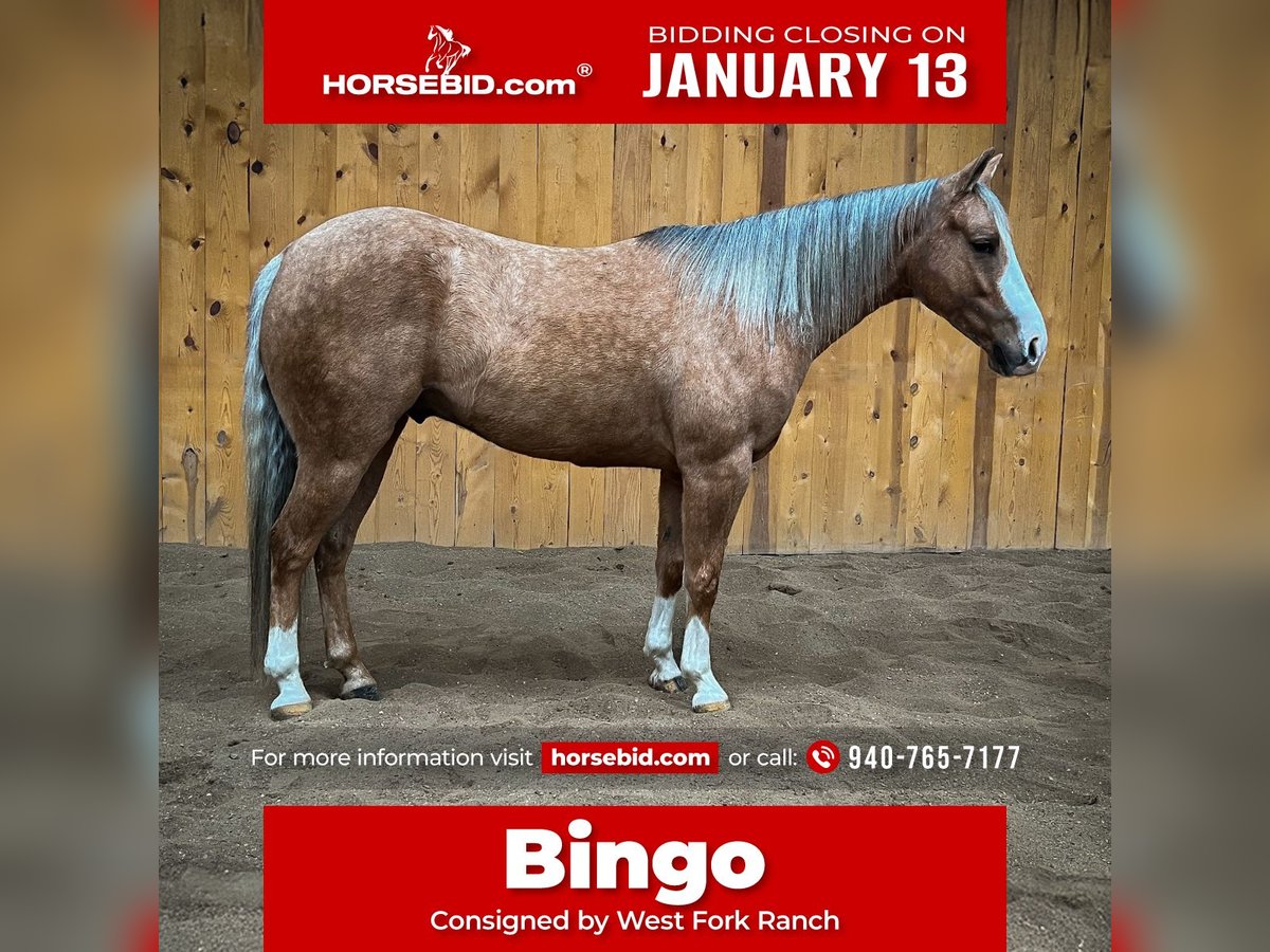 American Quarter Horse Ruin 7 Jaar 145 cm Palomino in Sheffield, IA