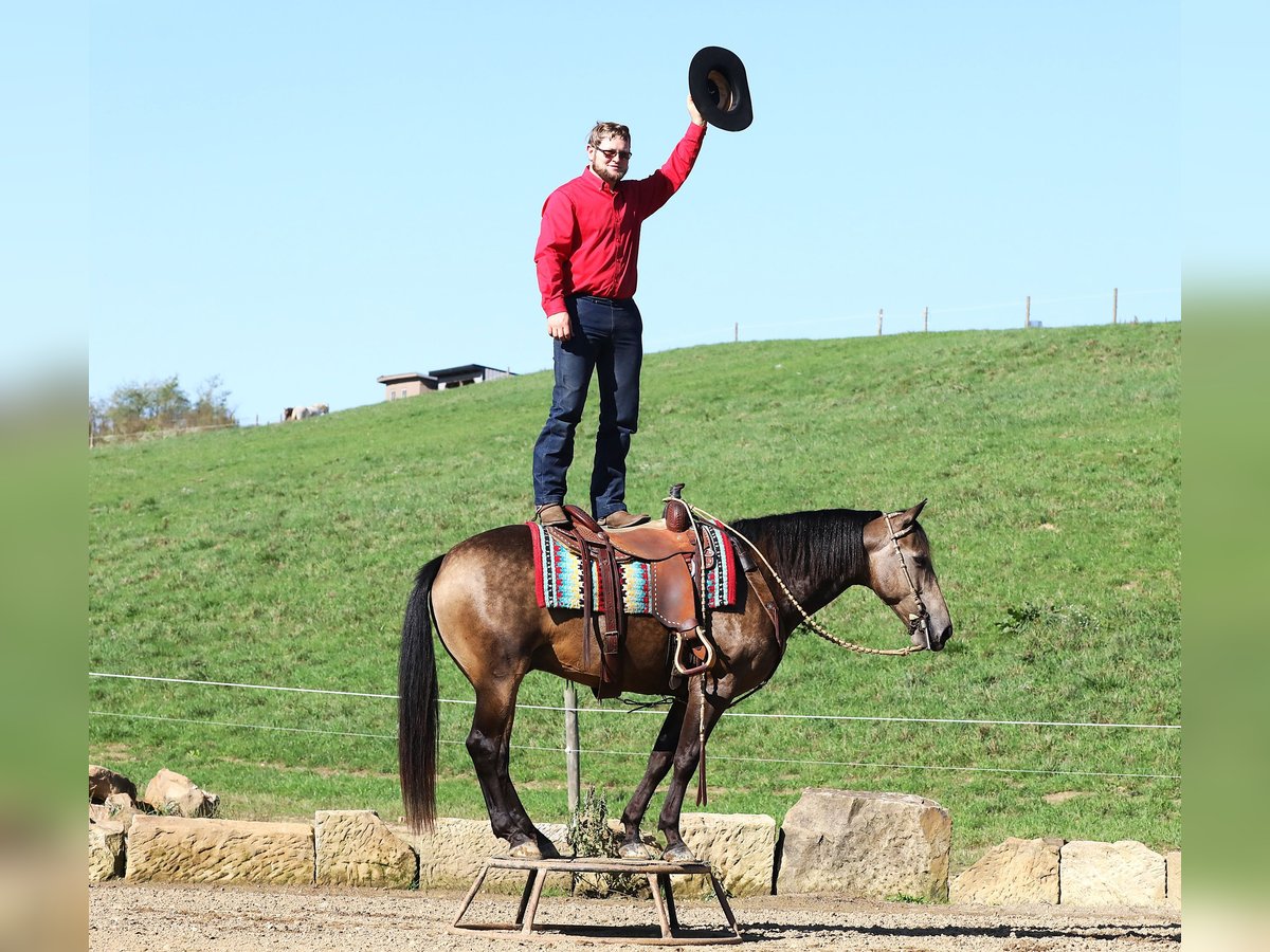 American Quarter Horse Mix Ruin 7 Jaar 147 cm Buckskin in Millersburg