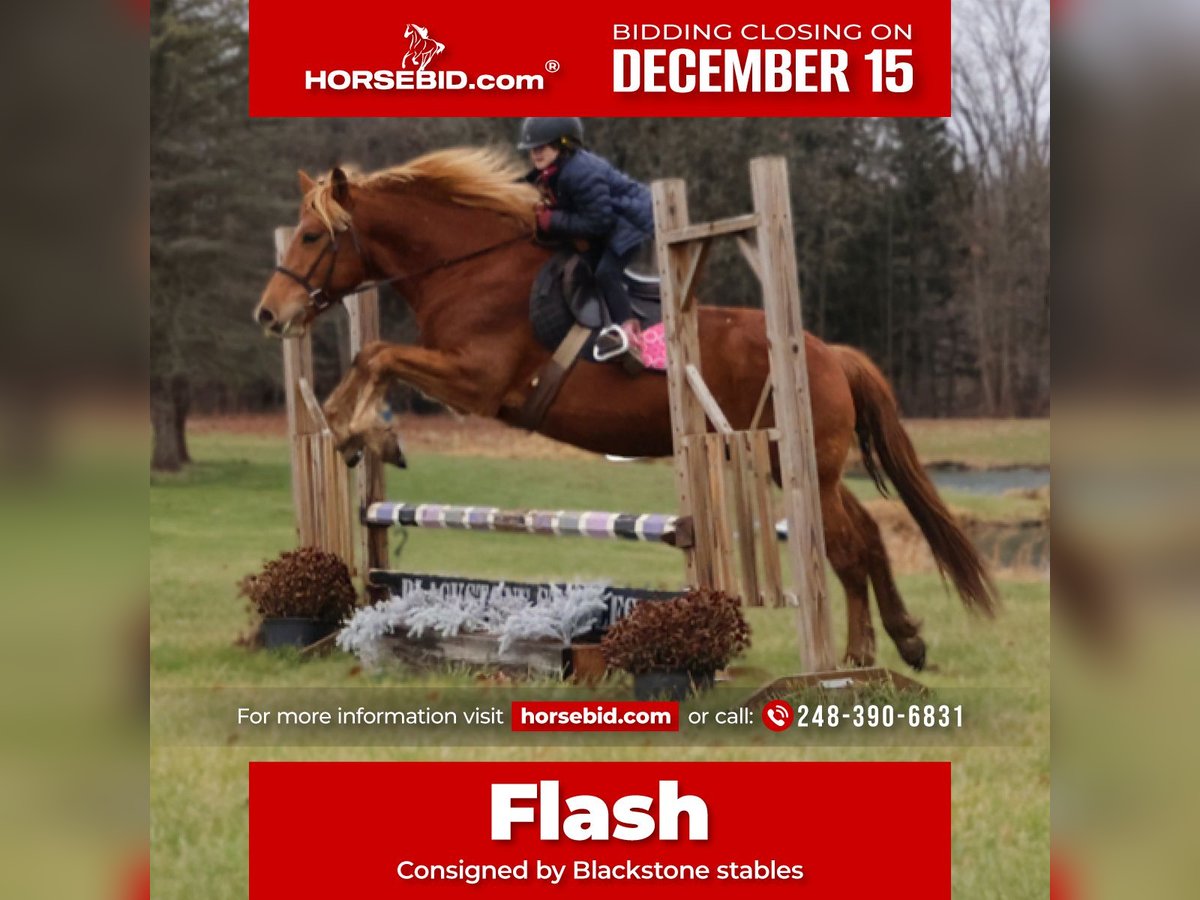 American Quarter Horse Mix Ruin 7 Jaar 147 cm Donkere-vos in Howell