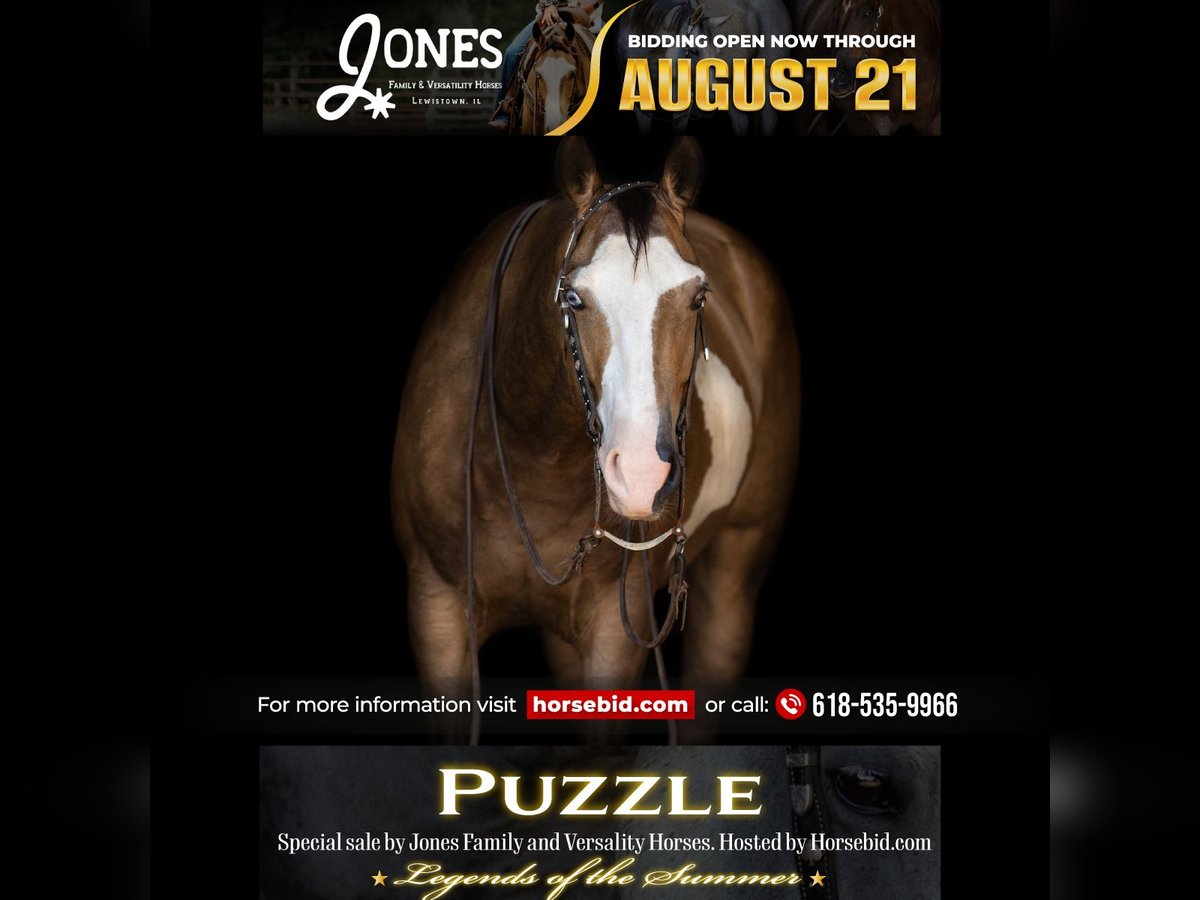American Quarter Horse Ruin 7 Jaar 150 cm Gevlekt-paard in Lewistown