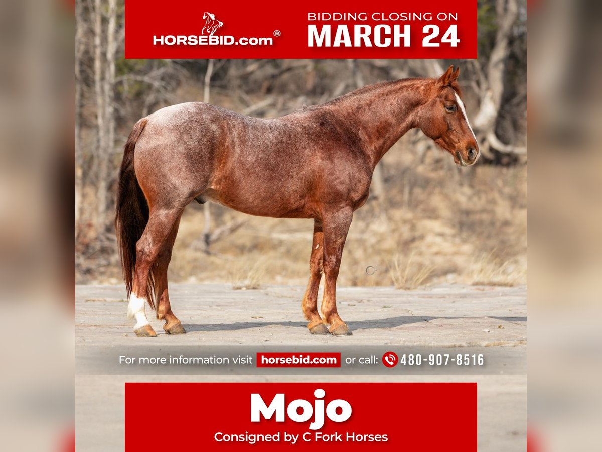 American Quarter Horse Ruin 7 Jaar 150 cm Roan-Red in Amarillo, TX