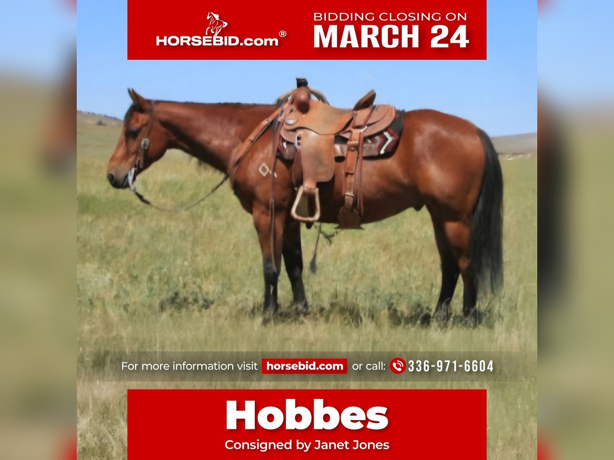 American Quarter Horse Ruin 7 Jaar 150 cm Roodbruin in King, NC