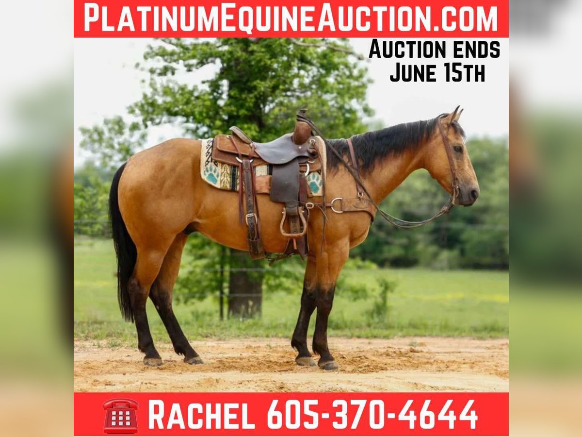 American Quarter Horse Ruin 7 Jaar 152 cm Buckskin in RUSk TX