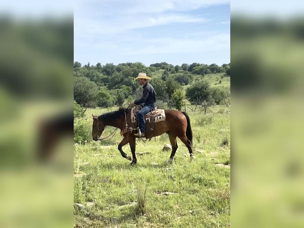 American Quarter Horse Ruin 7 Jaar 152 cm Donkerbruin in Graham TX