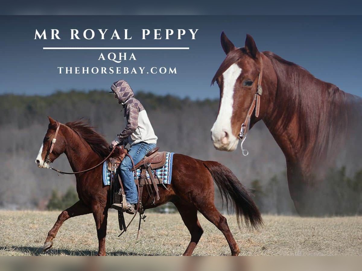 American Quarter Horse Ruin 7 Jaar 152 cm Donkere-vos in Parkers Lake, KY