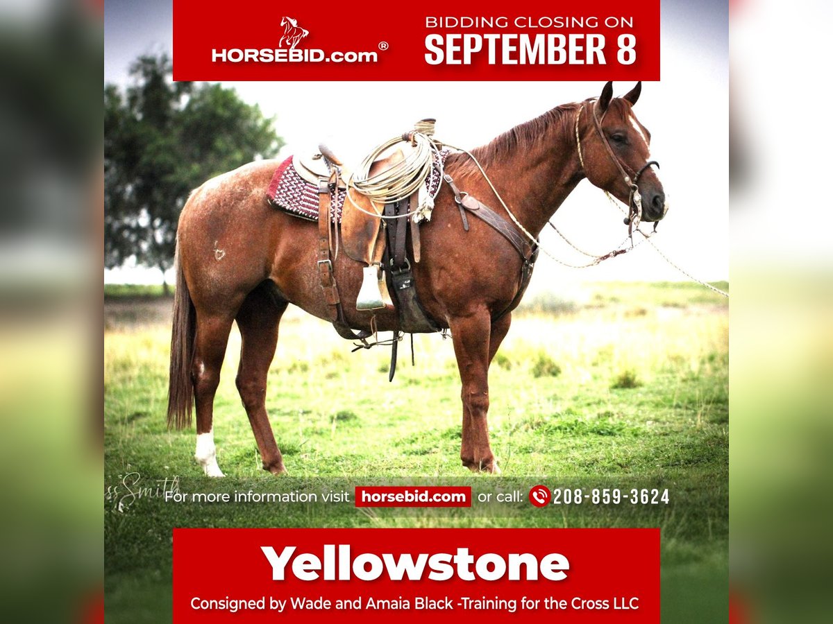 American Quarter Horse Ruin 7 Jaar 152 cm in Homedale