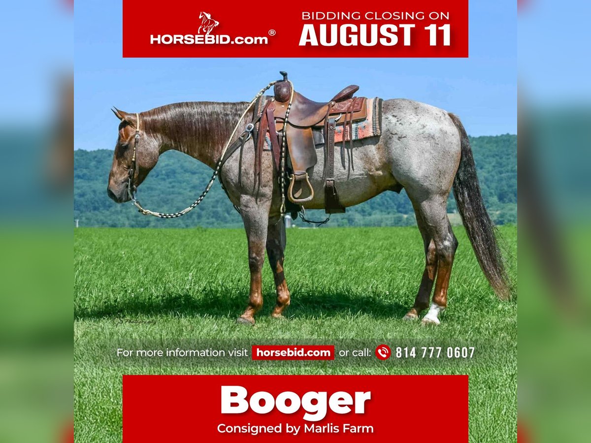American Quarter Horse Ruin 7 Jaar 152 cm Roan-Red in Rebersburg, PA