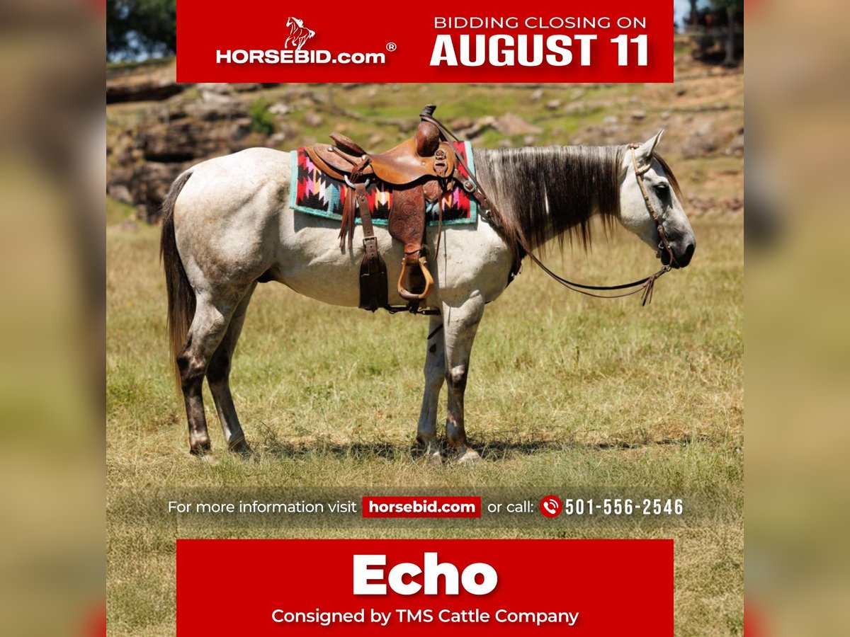 American Quarter Horse Ruin 7 Jaar 152 cm Schimmel in Clinton, AR