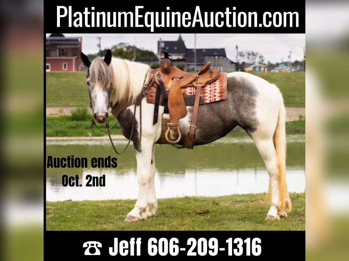 American Quarter Horse Ruin 7 Jaar 152 cm Schimmel in Middletown OH