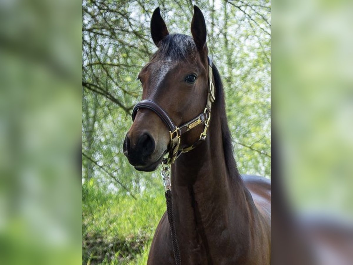 American Quarter Horse Ruin 7 Jaar 155 cm Bruin in NeuruppinNeuruppin