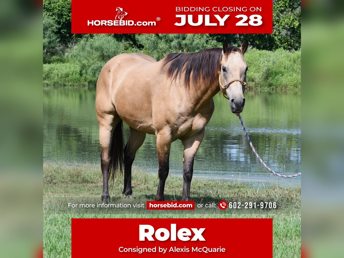 American Quarter Horse Ruin 7 Jaar 155 cm Buckskin in Stephenville