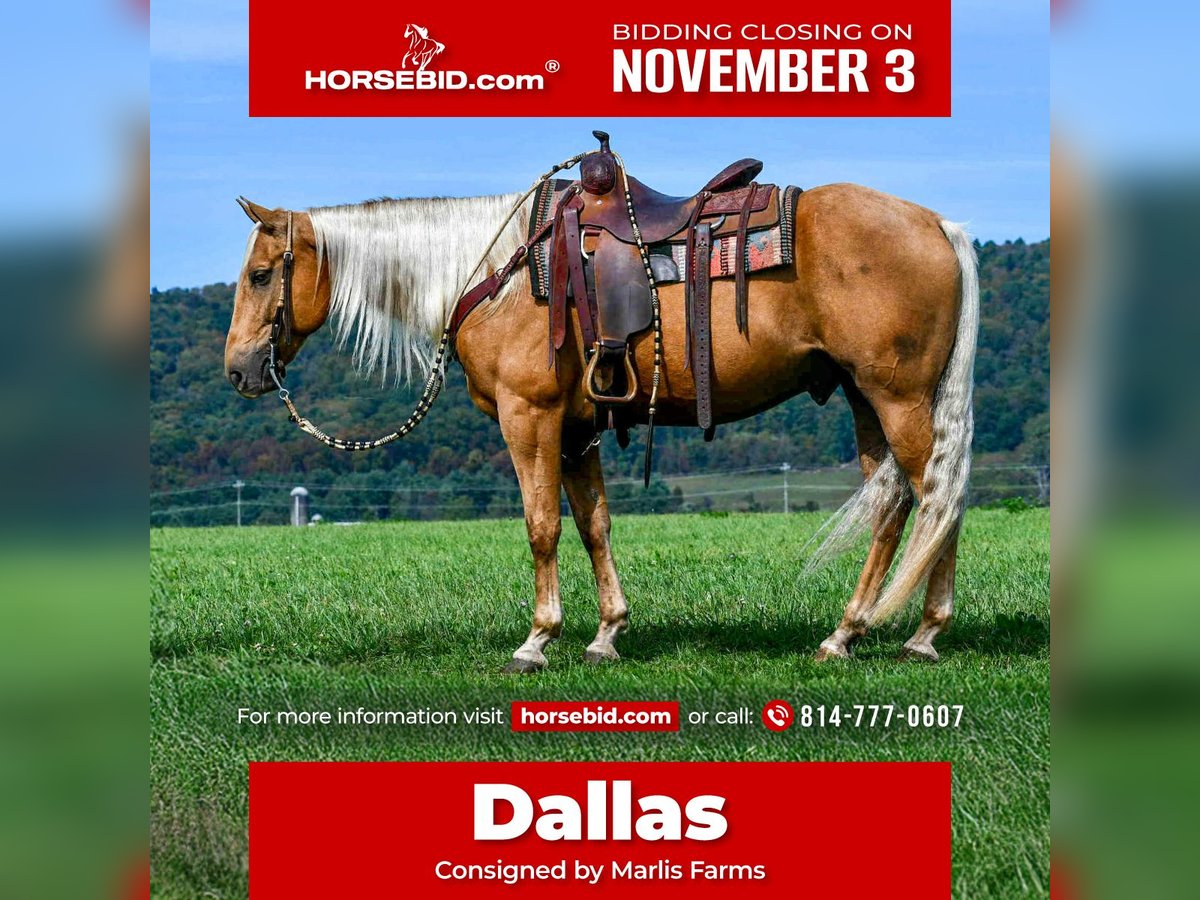 American Quarter Horse Ruin 7 Jaar 155 cm Palomino in Rebersburg American Quarter Horse Ruin 7 Jaar 155 cm Palomino in Rebersburg