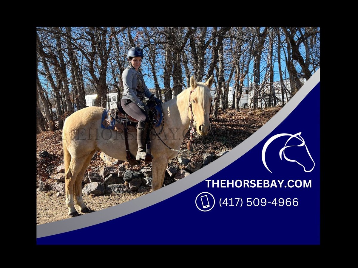 American Quarter Horse Ruin 7 Jaar 155 cm Palomino in Franktown, CO