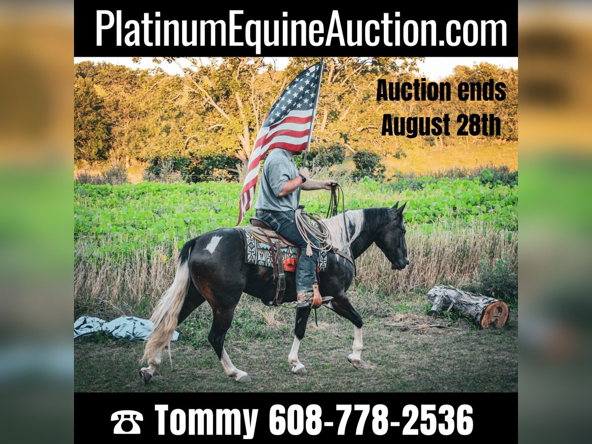 American Quarter Horse Ruin 7 Jaar 155 cm Tobiano-alle-kleuren in Charlotte IA