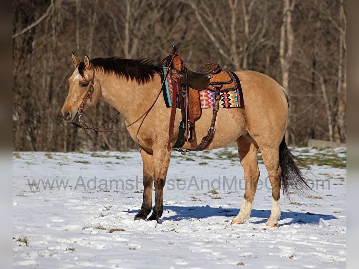 American Quarter Horse Ruin 7 Jaar 157 cm Buckskin in Mount Vernon