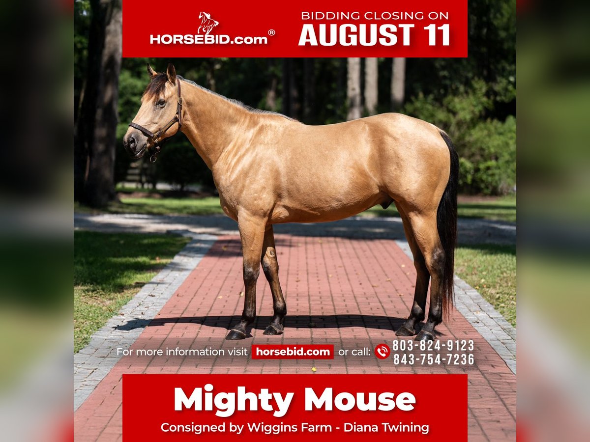 American Quarter Horse Ruin 7 Jaar 157 cm Buckskin in Ehrhardt, SC