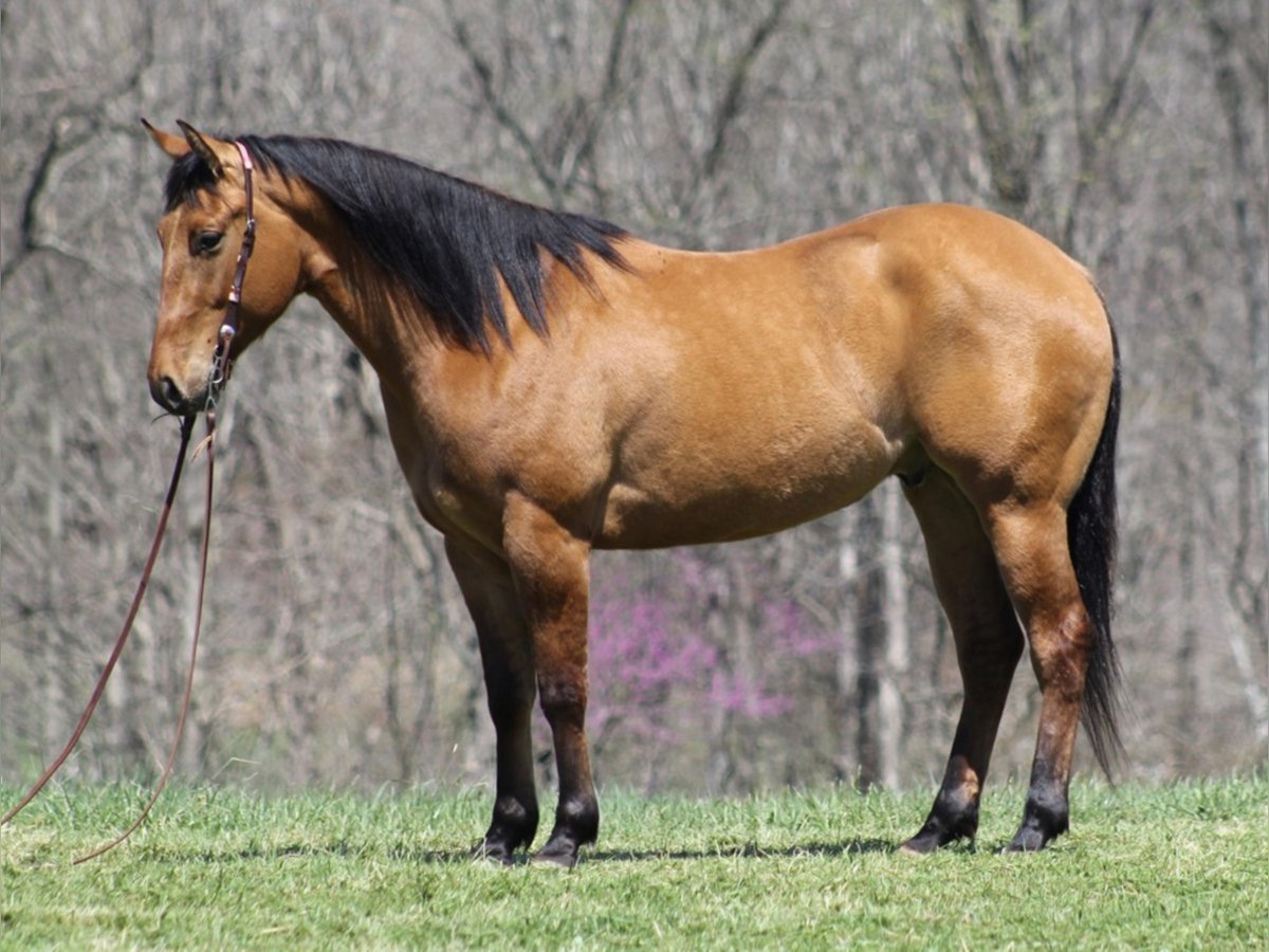 American Quarter Horse Ruin 7 Jaar 157 cm Buckskin in Mount Vernon KY