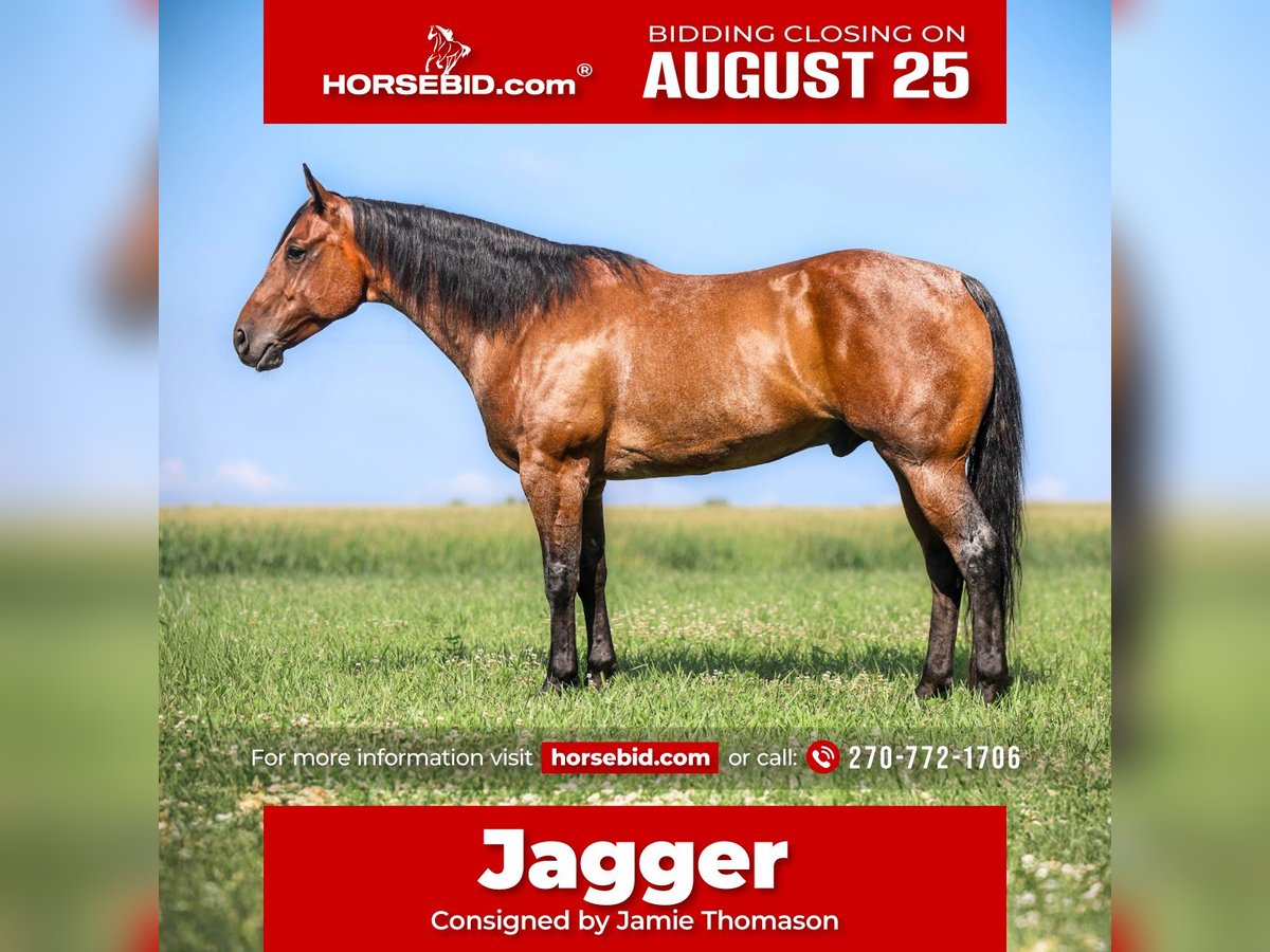 American Quarter Horse Ruin 7 Jaar 157 cm Roan-Bay in Auburn