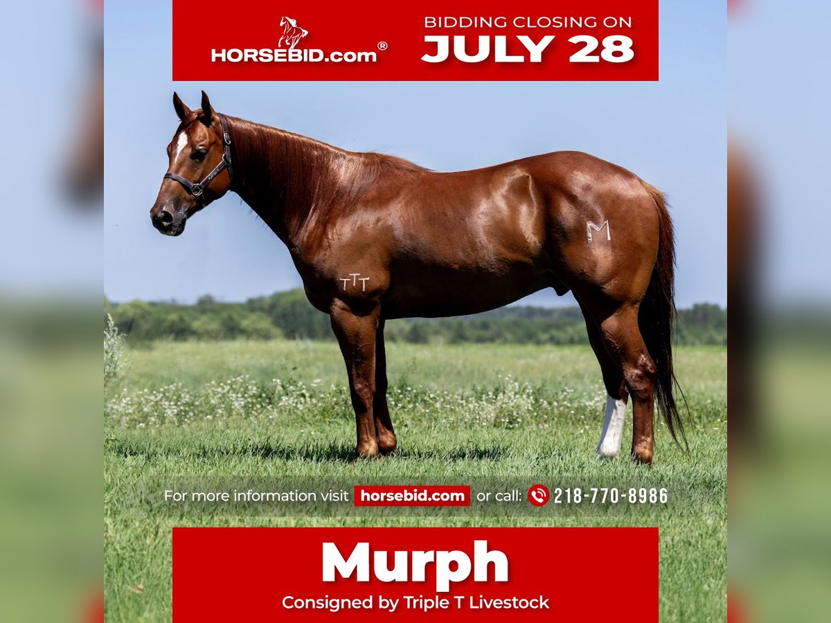 American Quarter Horse Ruin 7 Jaar 157 cm Roodvos in Nevis