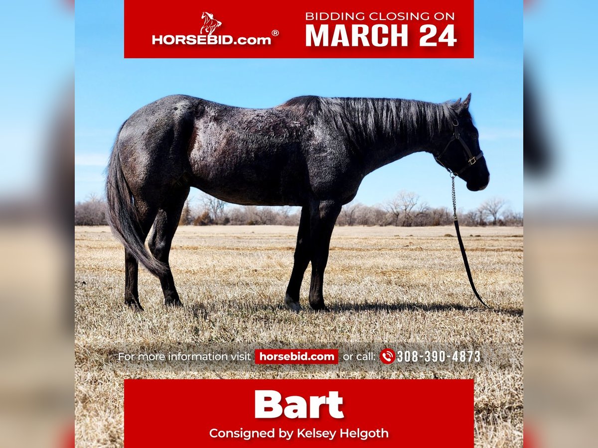 American Quarter Horse Ruin 7 Jaar 160 cm Roan-Blue in Grand Island, NE