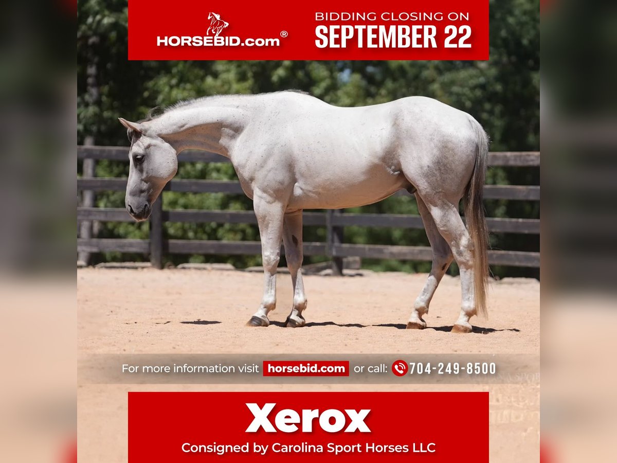 American Quarter Horse Ruin 7 Jaar 160 cm Schimmel in Clover