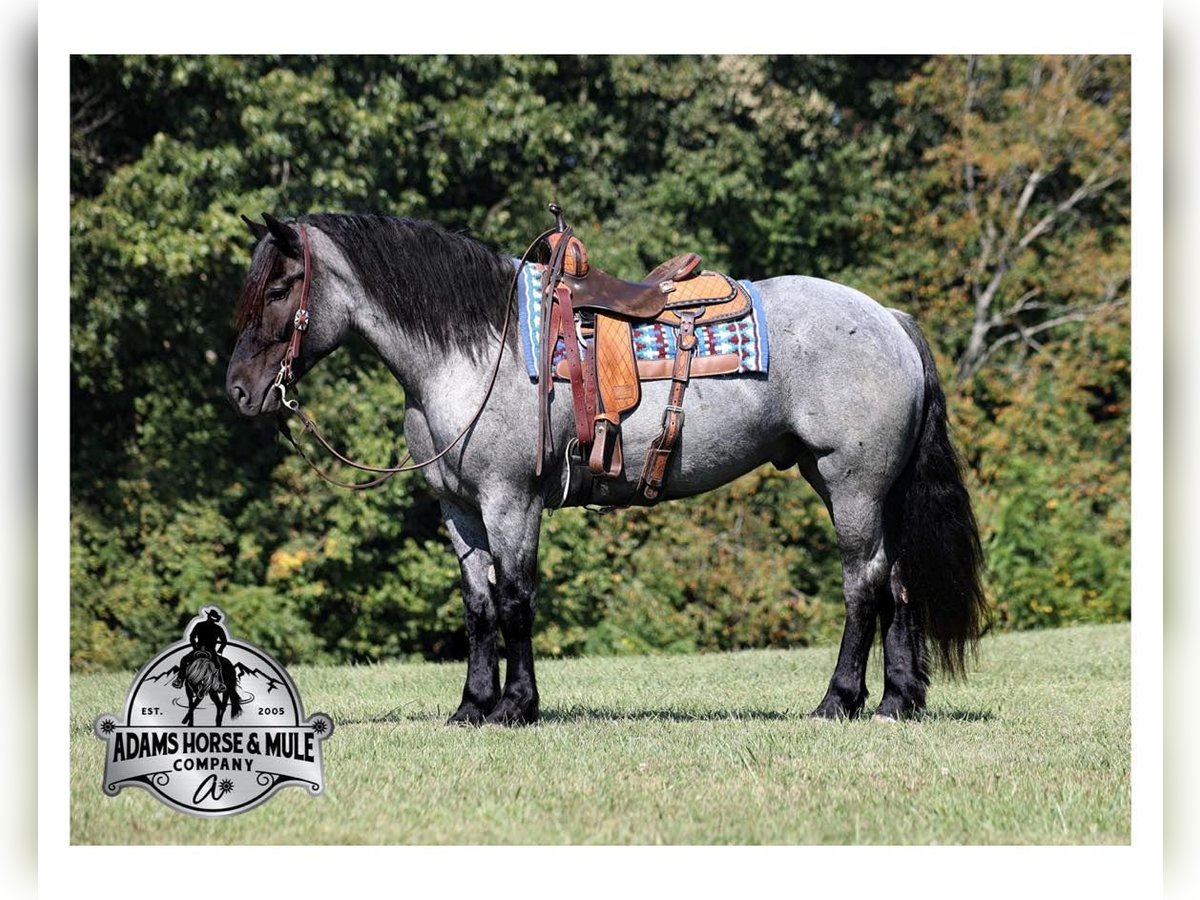 American Quarter Horse Ruin 7 Jaar 163 cm Roan-Blue in Mount Vernon