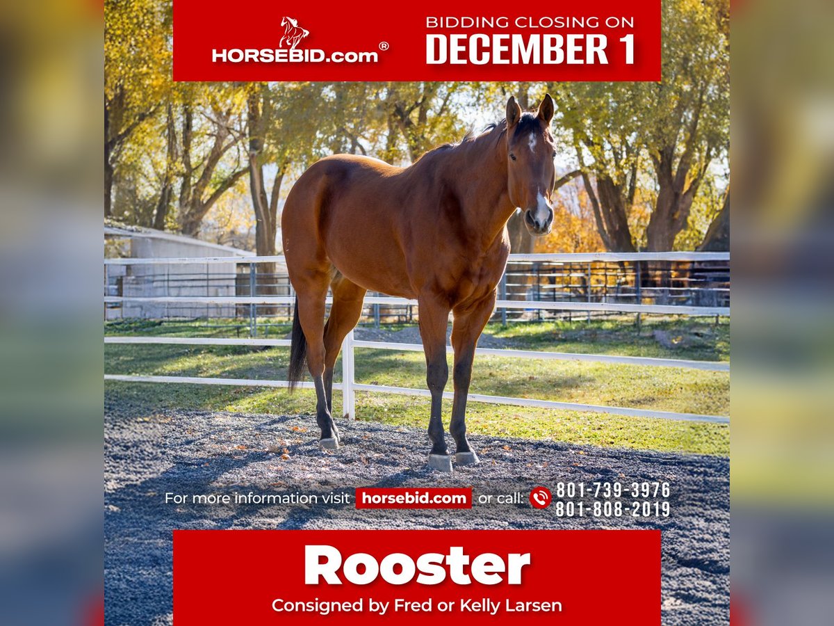 American Quarter Horse Ruin 7 Jaar 163 cm Roodbruin in Riverton