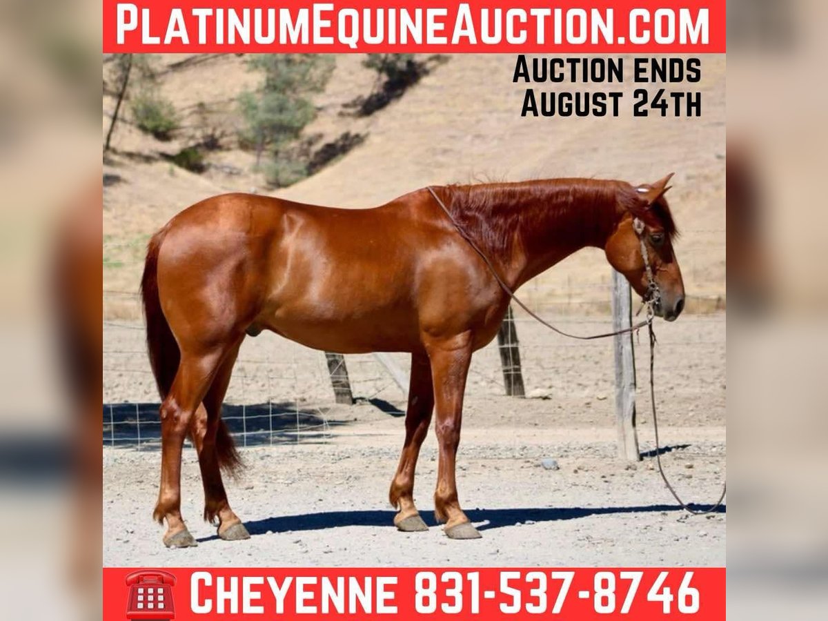 American Quarter Horse Ruin 7 Jaar 163 cm Roodvos in Bitterwater CA