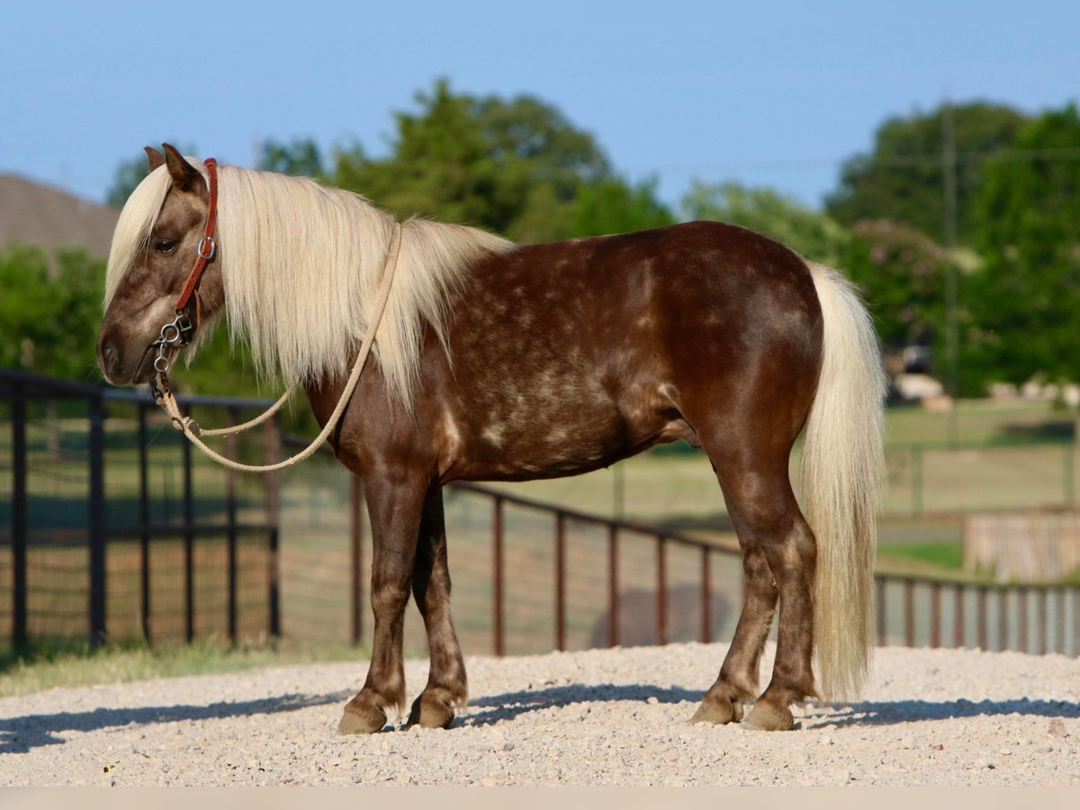 American Quarter Horse Ruin 7 Jaar 99 cm Bruin in jOSHUA tx