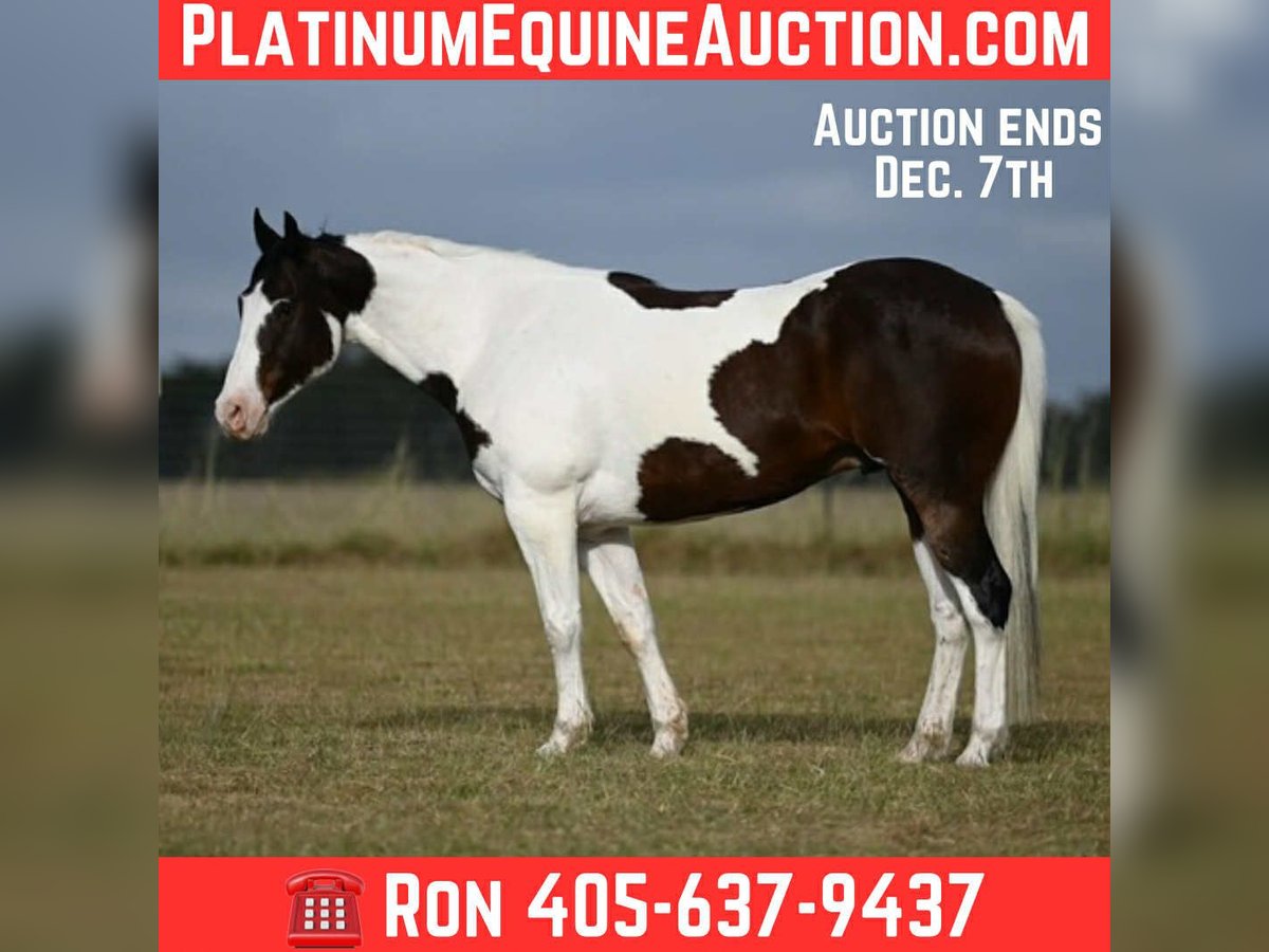 American Quarter Horse Ruin 7 Jaar Tobiano-alle-kleuren in Mt Vernon TX