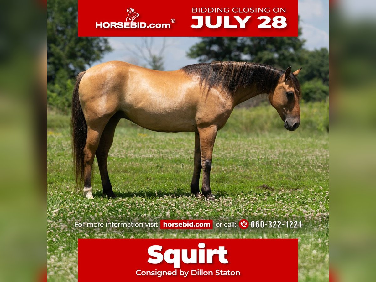 American Quarter Horse Ruin 8 Jaar 137 cm Falbe in Carrollton