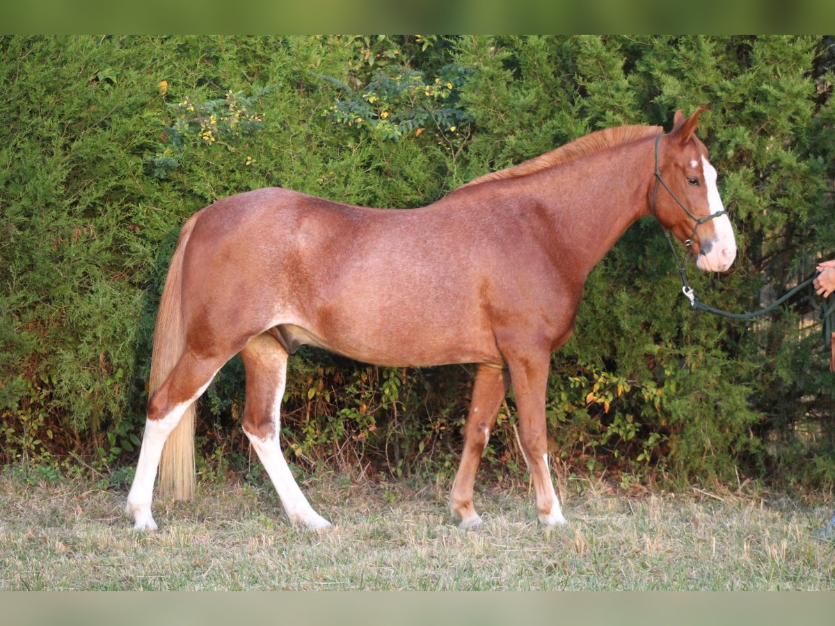 American Quarter Horse Mix Ruin 8 Jaar 142 cm Sabino in Nashville