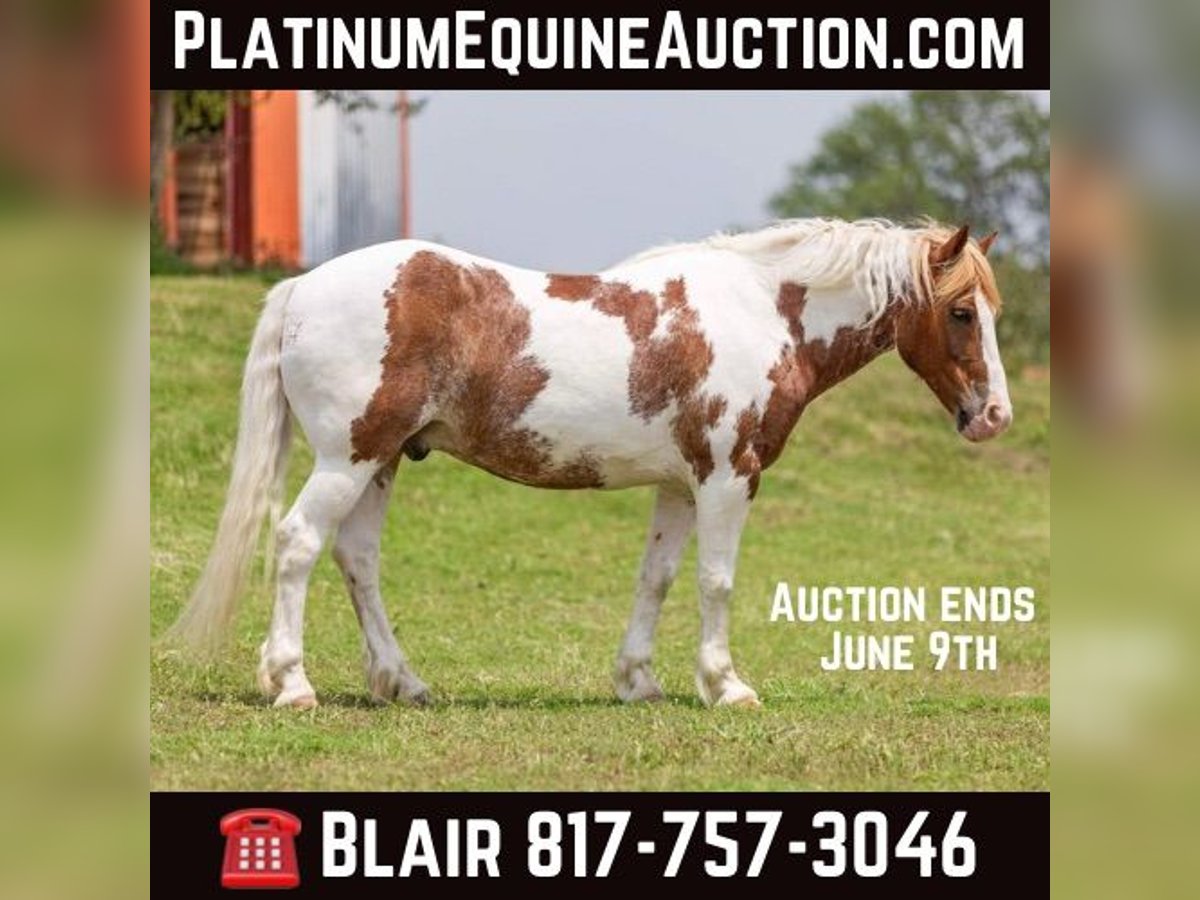 American Quarter Horse Ruin 8 Jaar 145 cm Roan-Red in Weatherford TX