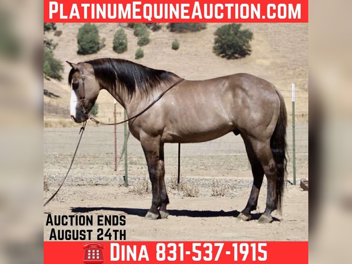 American Quarter Horse Ruin 8 Jaar 147 cm Grullo in Paicines CA
