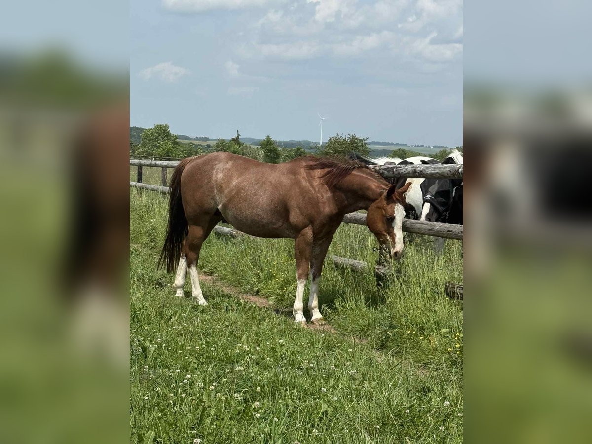 American Quarter Horse Ruin 8 Jaar 149 cm Vos in Diekrich