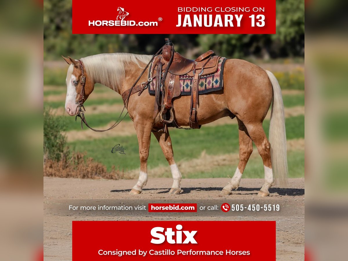 American Quarter Horse Ruin 8 Jaar 150 cm Palomino in Belen, NM