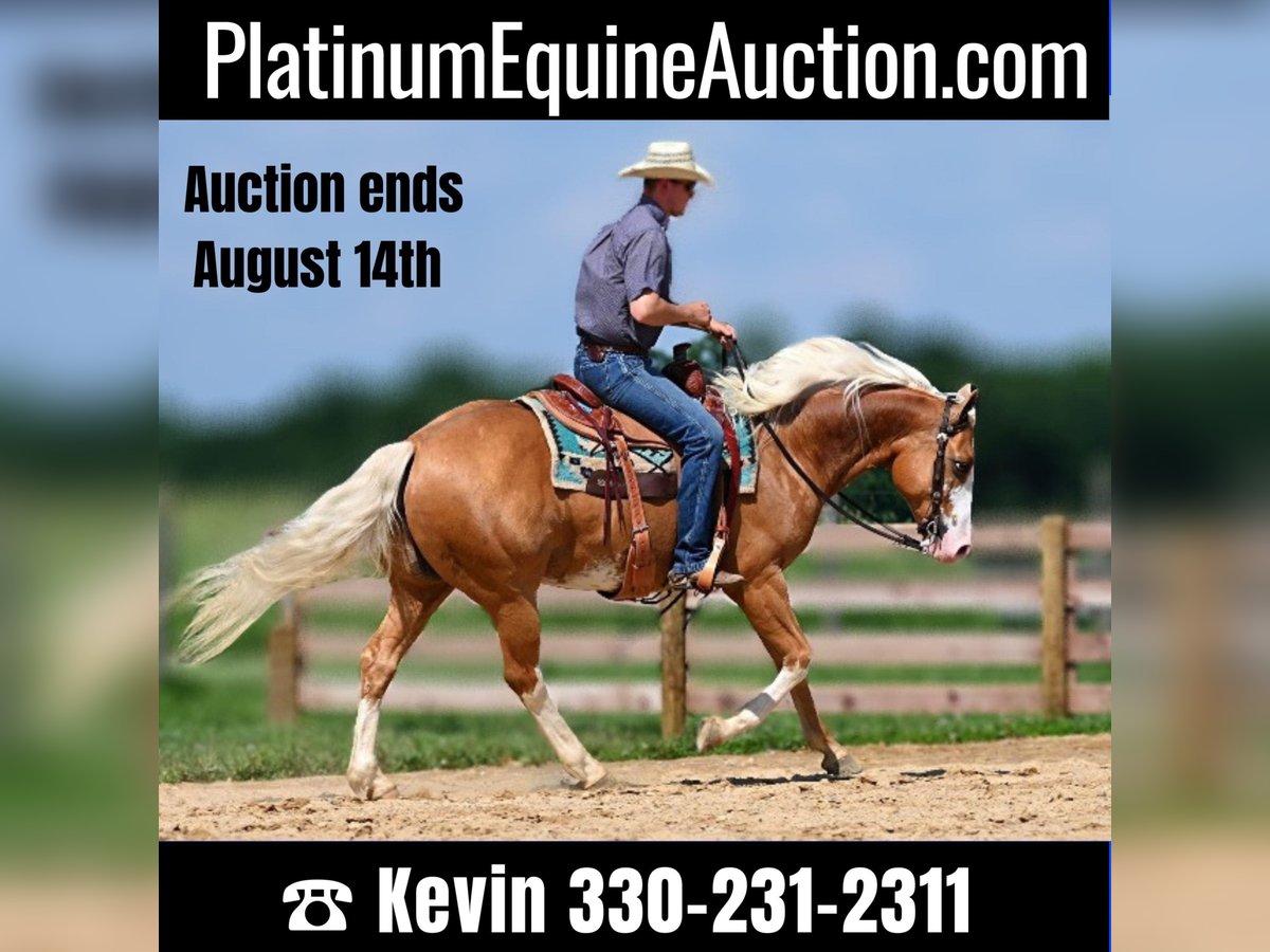 American Quarter Horse Ruin 8 Jaar 150 cm Palomino in Jackson OH