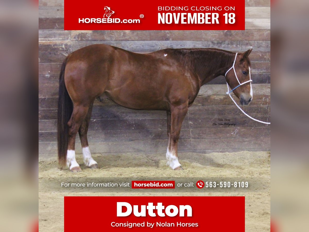 American Quarter Horse Ruin 8 Jaar 150 cm Roodvos in Peosta, IA