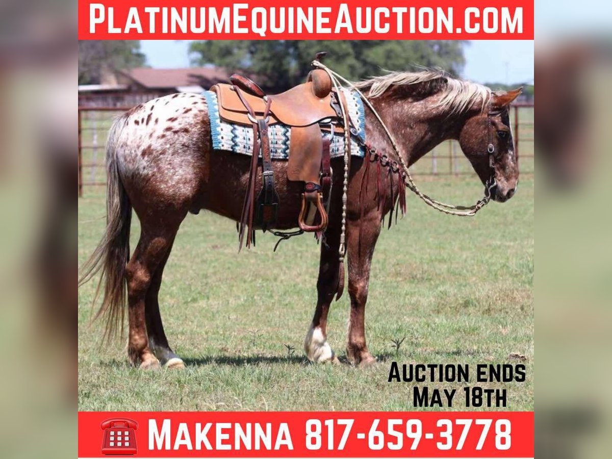American Quarter Horse Ruin 8 Jaar 152 cm Donkere-vos in Lipan Tx